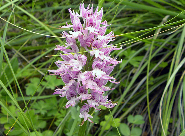 Orchis italica